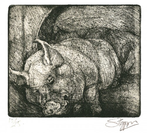 ... this boar had a hareem to make any man envious ... (Click to enlarge)
