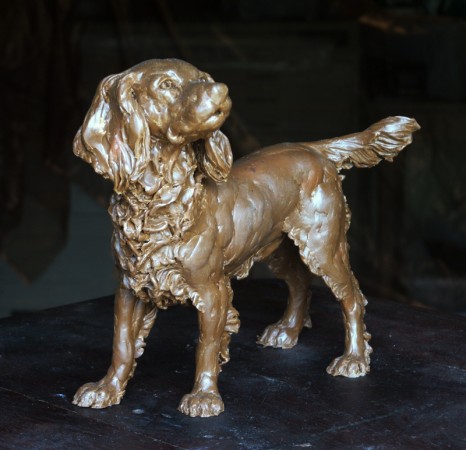 This Spaniel is more delicately built, diligent and thoughtful and has a soft heart