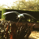 ... a water feature with fern fronds from the Downs       (Click to enlarge)