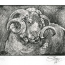 ... Irish ram ...  (Click to enlarge)