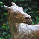 A racehorse is standing being washed down on a cold October morning. The cold water comes as a shock!