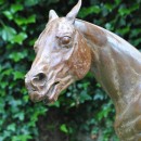 A racehorse is standing being washed down on a cold October morning. The cold water comes as a shock!