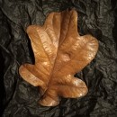 Bronze Oak Leaf