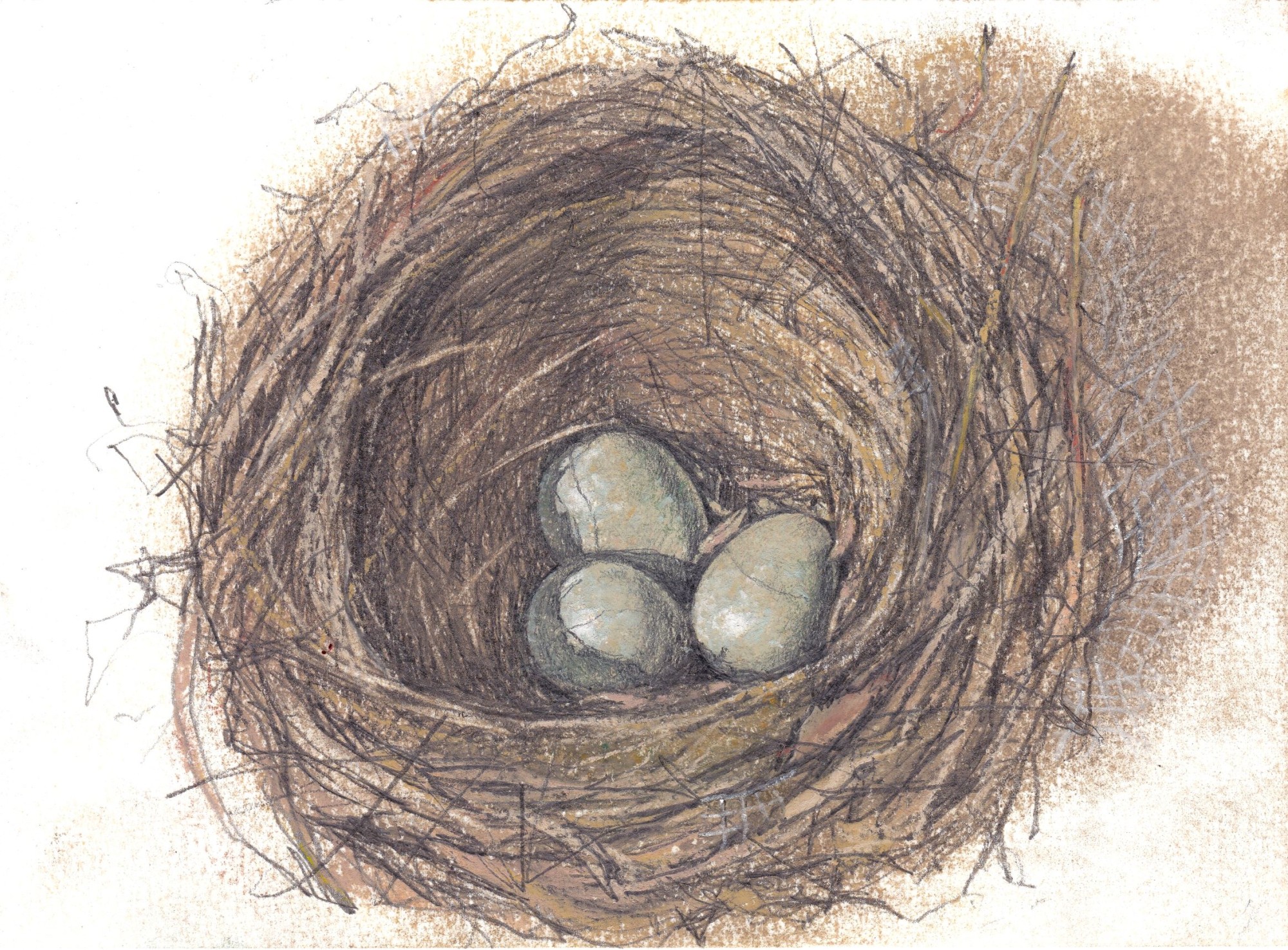 BLACKBIRD NEST