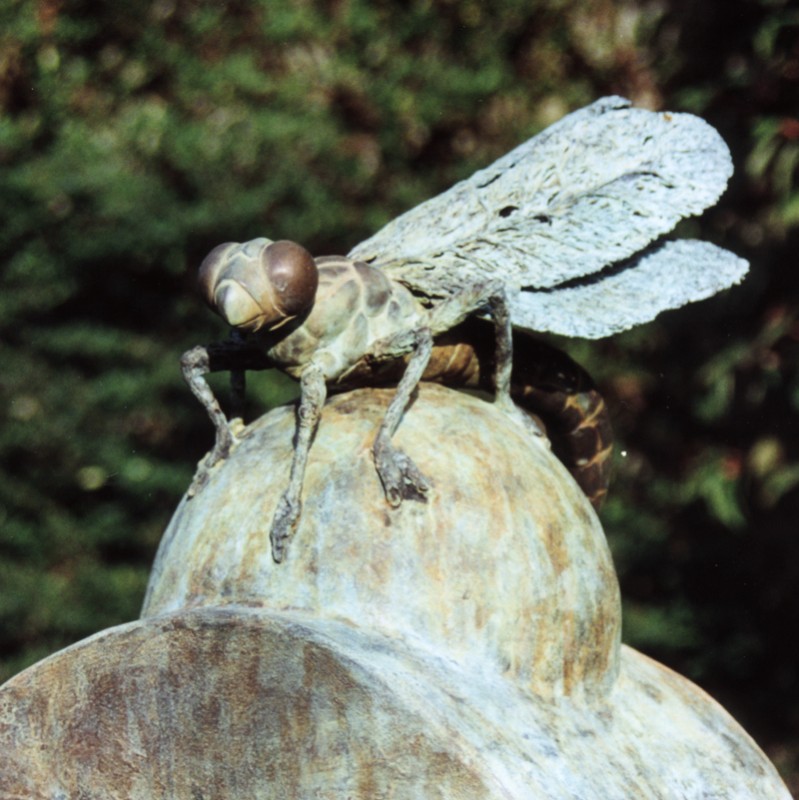 ... a sleepy Dragonfly ... (Click to enlarge)