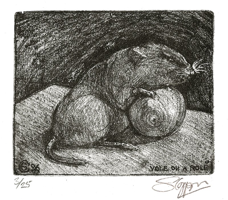 ... study of a Bank Vole ... (Click to enlarge)