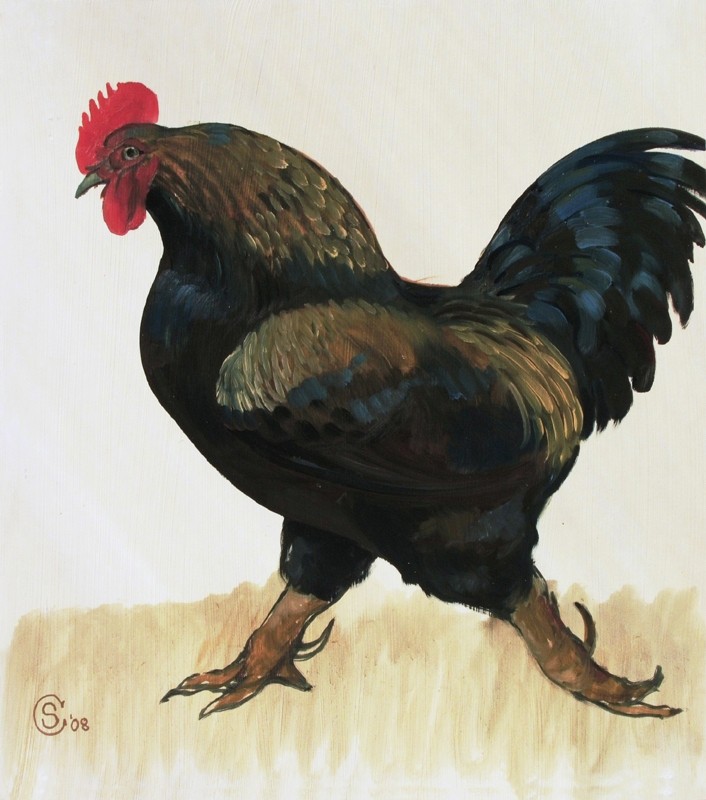 COCK SURE