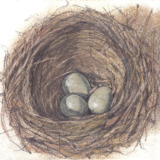 BLACKBIRD NEST