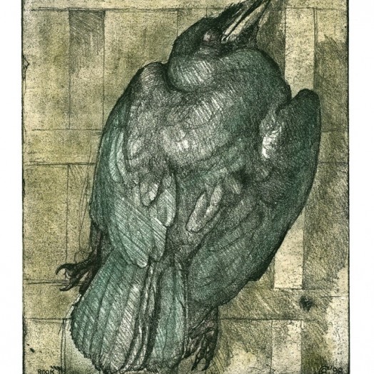 ... study of an exquisite rook ... (Click to enlarge)