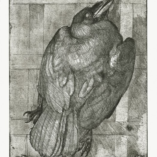 ... study of an exquisite rook ... (Click to enlarge)