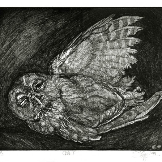 … this young owl should not have been out after daylight … (Click to enlarge)