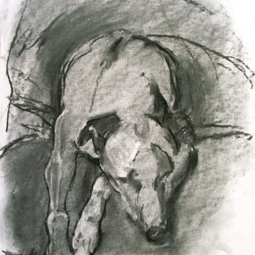 ... tinker asleep ... (Click to enlarge)