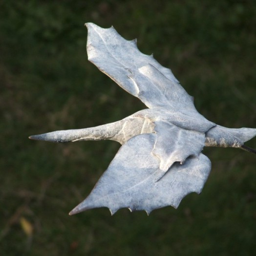 SWAN LEAVES I