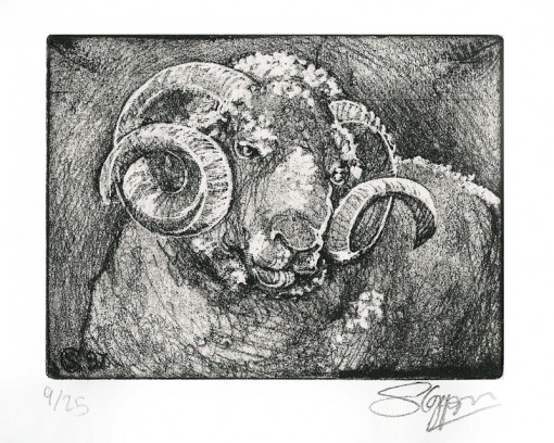 ... Irish ram ...  (Click to enlarge)