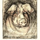 ... a sow met whilst staying on a farm near Clitheroe ...      (Click to enlarge)