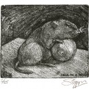 ... study of a Bank Vole ...  (Click to enlarge)