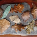 A Selection of bronze leaves Each is entirely Unique.