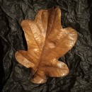 Bronze Oak Leaf